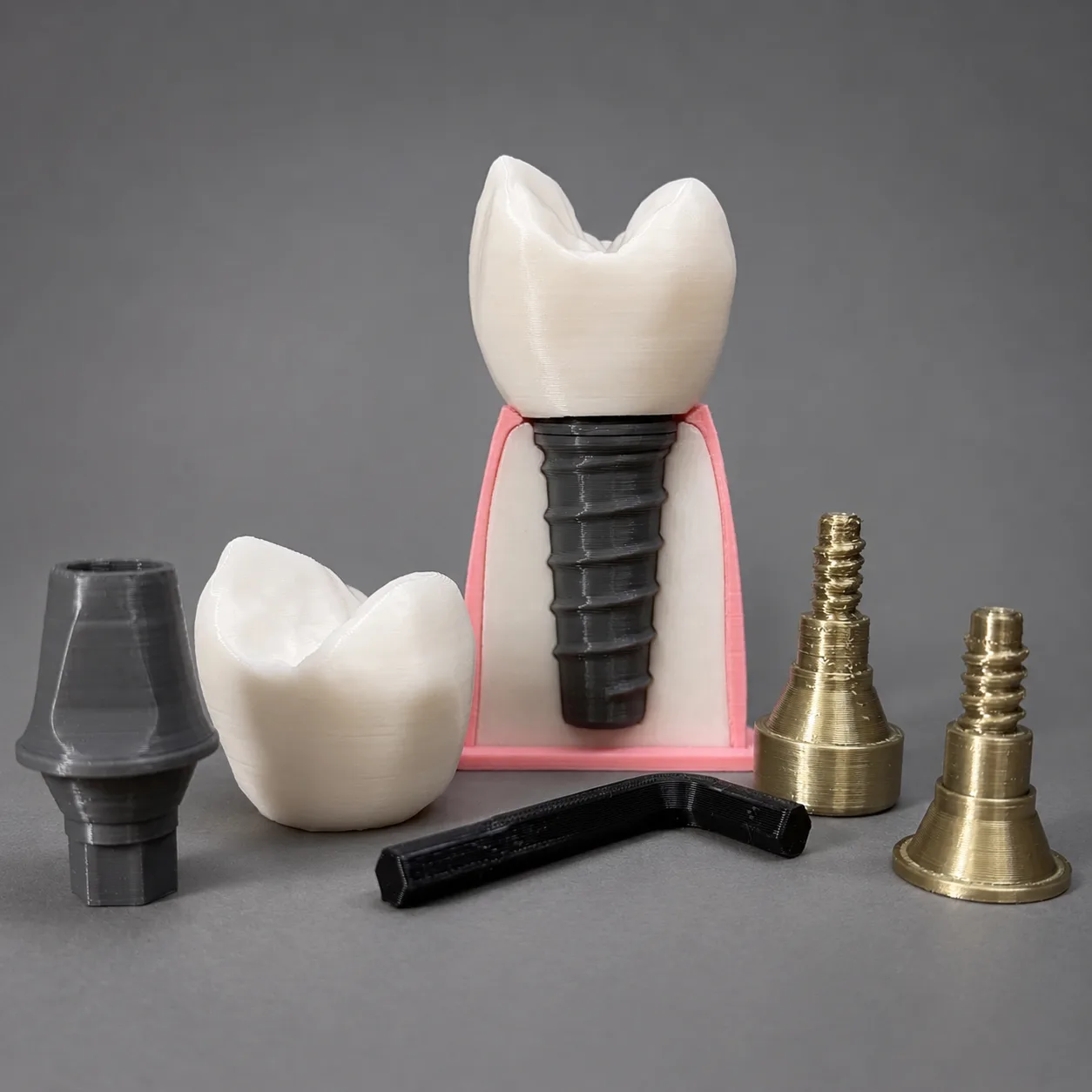 Dental Implant Demonstration Model